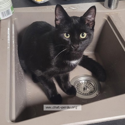 Foto de un gato reunido en Saint Priest Sous Aixe