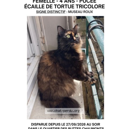 Foto de un gato reunido en Paris