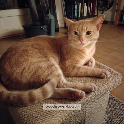 Foto de un gato reunido en Perols