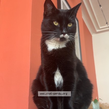 Foto de un gato reunido en Liege