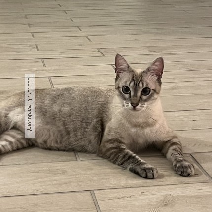 Foto de un gato reunido en Niort
