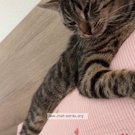 Foto de un gato reunido en Roubaix
