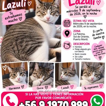 Foto 1/1 Lazuli Gato perdido en Puerto Montt