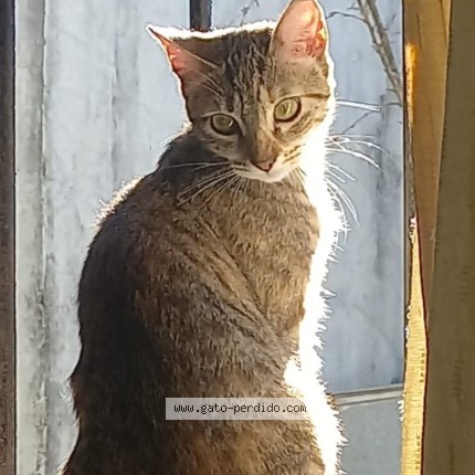 Foto 1/4 Cloe Gato perdido en San Fernando