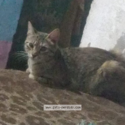 Foto 2/4 Cloe Gato perdido en San Fernando
