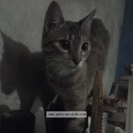 Foto 3/4 Cloe Gato perdido en San Fernando