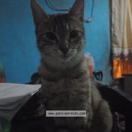 Foto 4/4 Cloe Gato perdido en San Fernando