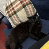 oreo