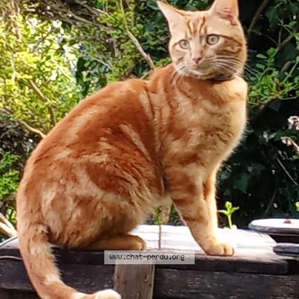 Foto de un gato reunido en Hauteville Les Dijon