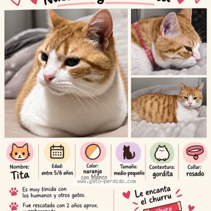 Foto 1/1 tita Gato perdido en Santiago