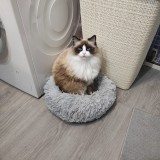 morgana