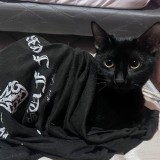 Kali