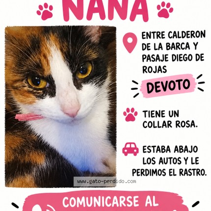 Foto 1/1 Nana Gato perdido en Villa Devoto Caba