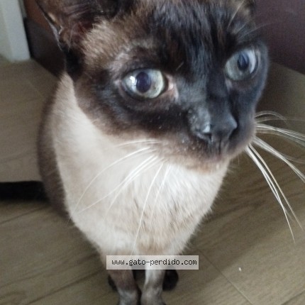 Foto 1/1 Blanca Gato perdido en Guatire
