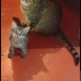 rufina o tambien entiende como r