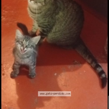 Foto 1/1 rufina o tambien entiende como r Gato perdido en Pudahuel