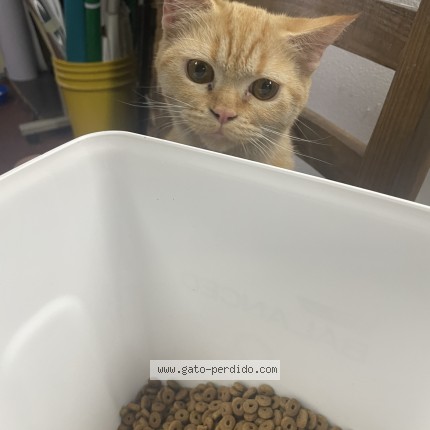 Foto 1/1 kiara Gato perdido en Buenos Aires