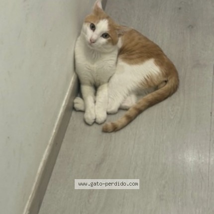 Foto 1/1 Ragnar Gato perdido en Barcelona