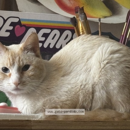 Foto 1/1 Winter Gato perdido en Tijuana B C