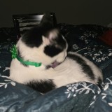 manchita