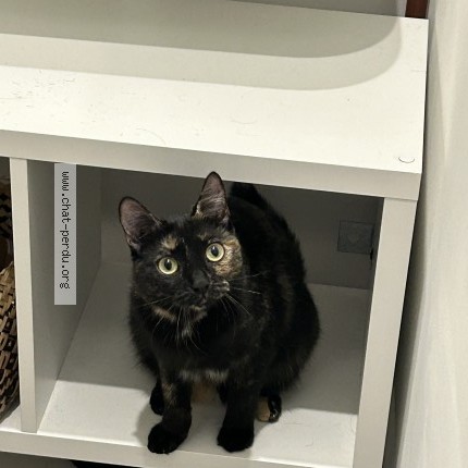 Foto de un gato reunido en Marseille