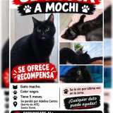 MOCHI