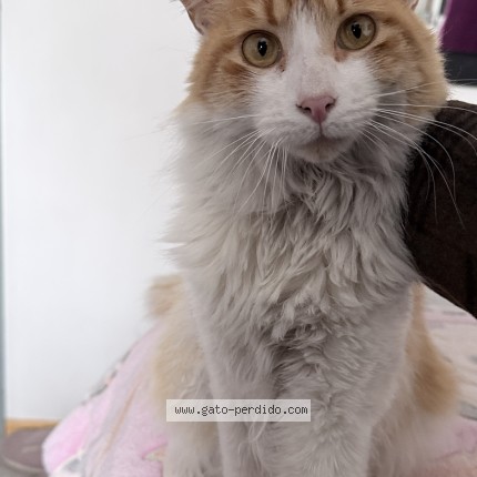 Foto 1/1 TOLOFIUS Gato perdido en Maipus