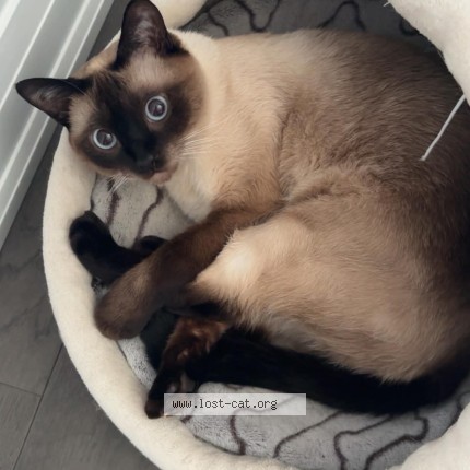 Foto de un gato reunido en Scarborough