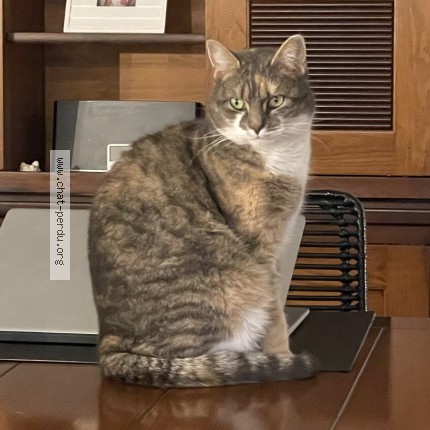 Foto de un gato reunido en Ostheim