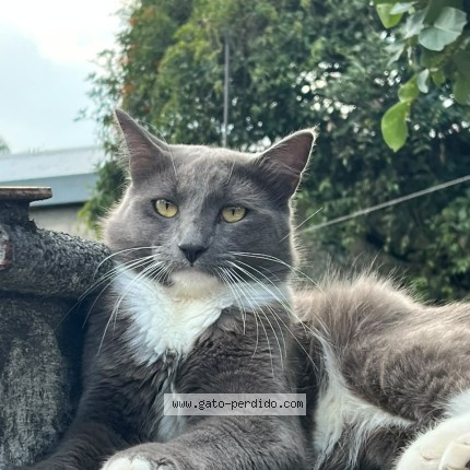 Foto 1/1 patitas Gato perdido en Orizaba Veracruz