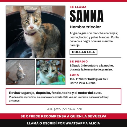 Foto 1/1 Sanna Gato perdido en Asuncion Villa Aurelia