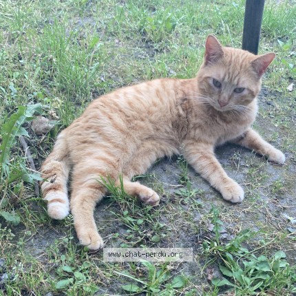 Foto de un gato reunido en Montlucon