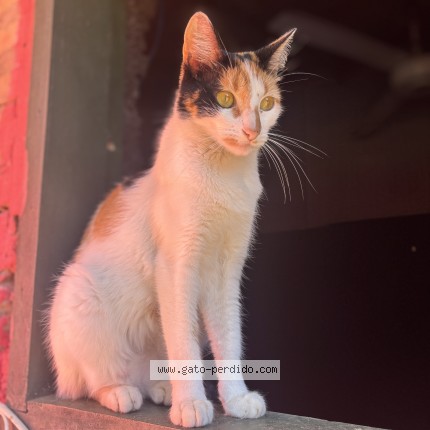 Foto 1/1 blaqui Gato perdido en Nemby