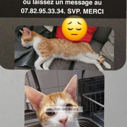 Foto de un gato reunido en La Chapelle St Luc