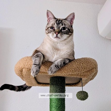 Foto de un gato reunido en Montauban