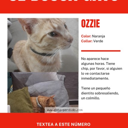 Foto de un gato reunido en Lascano