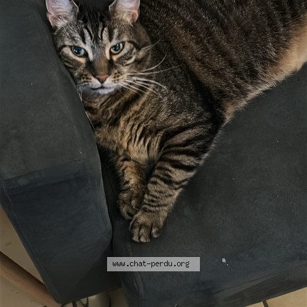 Foto de un gato reunido en Trigueres