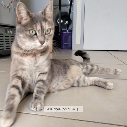 Foto de un gato reunido en Douarnenez