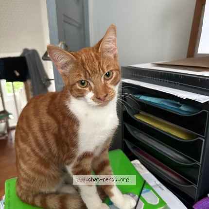 Foto de un gato reunido en Brest
