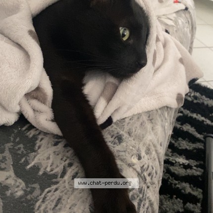 Foto de un gato reunido en Blagnac
