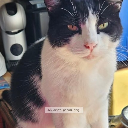 Foto de un gato reunido en Villiers Sur Morin