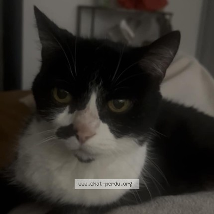 Foto de un gato reunido en Salleles D Aude