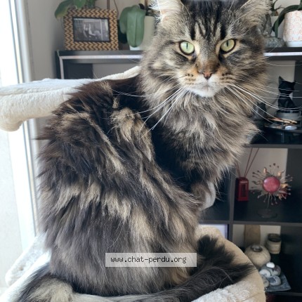 Foto de un gato reunido en La Roquette Sur Siagne