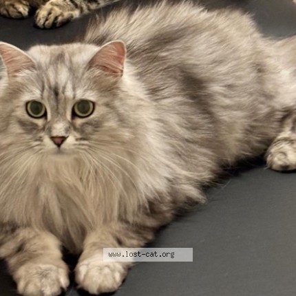 Foto de un gato reunido en Markham