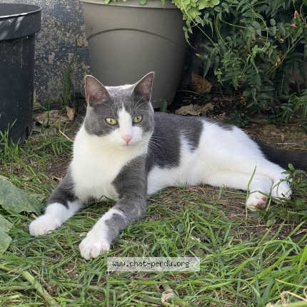 Foto de un gato reunido en Aubervilliers