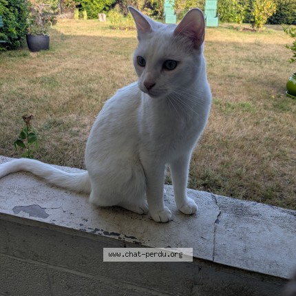 Foto de un gato reunido en Louvil