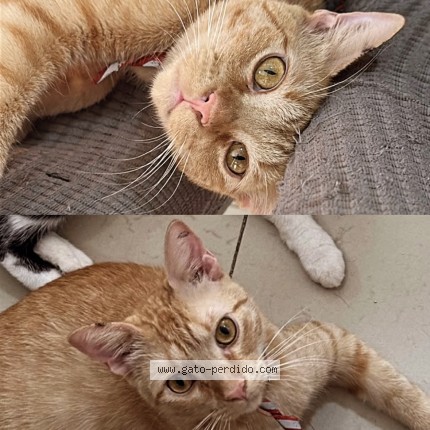 Foto 1/1 Mushu Gato perdido en Garcia Nuevo Leon
