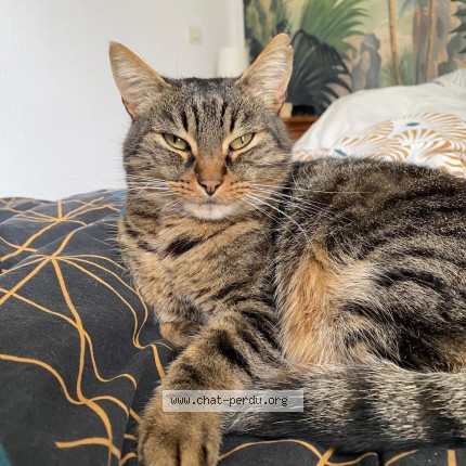 Foto de un gato reunido en Puissalicon