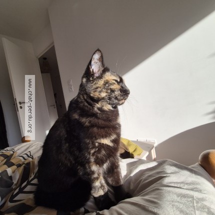 Foto de un gato reunido en Nantes