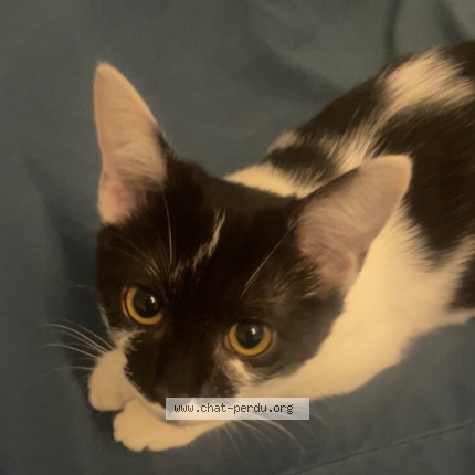 Foto de un gato reunido en Colombes